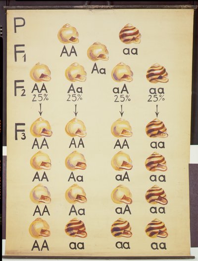 Cepea Snails -juliste tekijältä German School