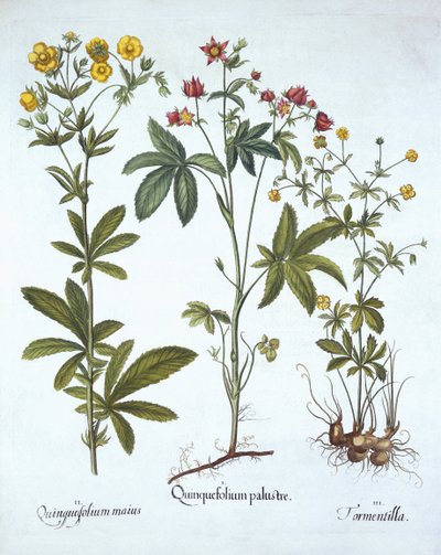 Potentillas, Hortus Eystettensis, kirjoittanut Basil Besler (1561-1629), pub. 1613 (käsinvärinen kaiverrus) tekijältä German School