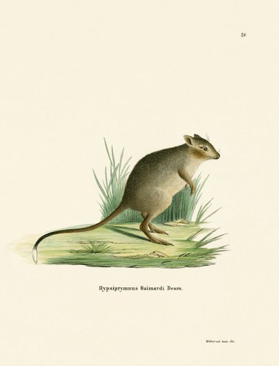 Potoroo (värillinen kaiverrus) tekijältä German School