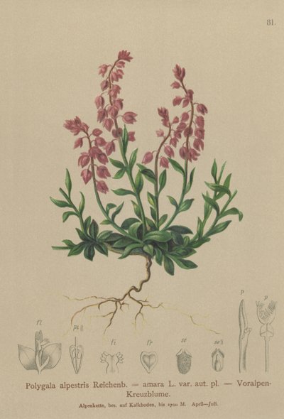 Esialppimaito (Polygala alpestris, Polygala amara var. aut. pl., Polygala brachyptera) tekijältä German School