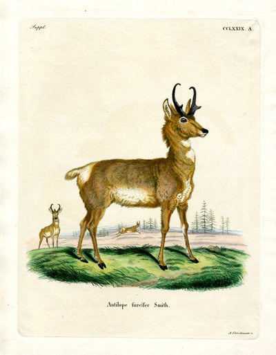 Pronghorn Antilooppi (värillinen kaiverrus) tekijältä German School