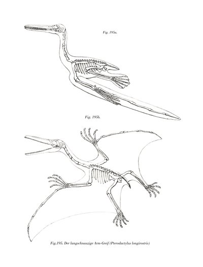 Pterodaktyyli (väri lito) tekijältä German School