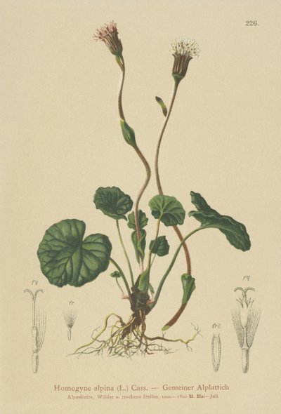 Violetti varsajalka (Homogyne alpina) tekijältä German School