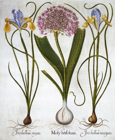 Purple Sensation ja Spanish Irises, Hortus Eystettensis, kirjoittanut Basil Besler (1561-1629), pub. 1613 (käsinvärinen kaiverrus) tekijältä German School