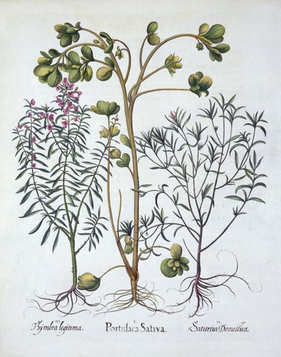 Purslane, Summer Savory ja Winter Savory, Hortus Eystettensis, kirjoittanut Basil Besler (1561-1629), pub. 1613 (käsinvärinen kaiverrus) tekijältä German School