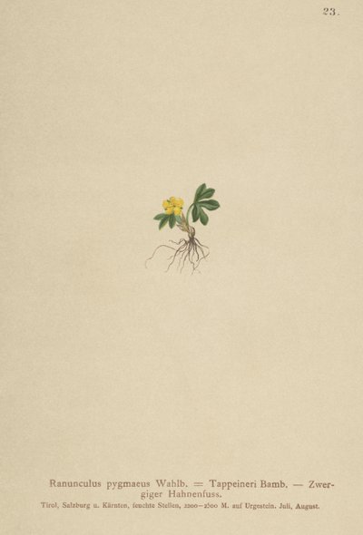Pygmy Buttercup (Ranunculus pygmaeus, Ranunculus tappeineri, Ranunculus baerianus, Ranunculus pygmaeus var. Langeanu) tekijältä German School