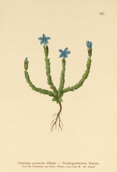 Pygmy Gentian (Gentiana prostrata) tekijältä German School