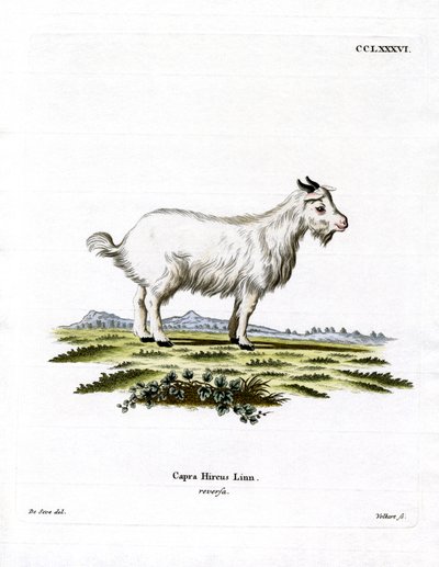 Pygmy Goat (värillinen kaiverrus) tekijältä German School