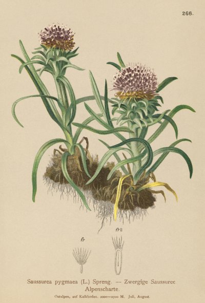 Pygmy Saussurea (Saussurea pygmaea) tekijältä German School