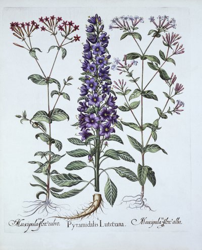 Pyramidal Campanula, Muscipulas, Hortus Eystettensis, kirjoittanut Basil Besler (1561-1629), pub. 1613 (käsinvärinen kaiverrus) tekijältä German School