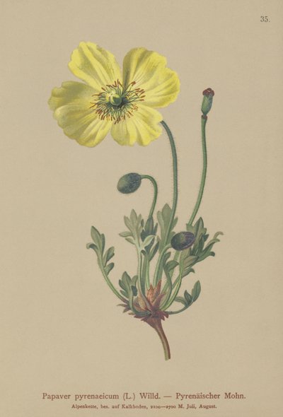Pyreneiden unikko (Papaver pyrenaeicum, Papaver alpinum sub.) tekijältä German School