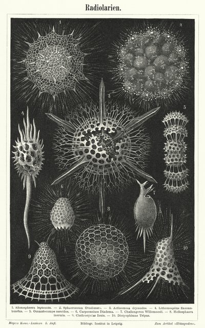 Radiolaria (kaiverrus) tekijältä German School