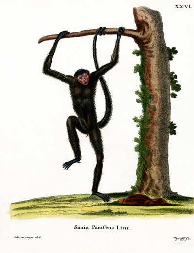 Punanaamainen Spider Monkey (värillinen kaiverrus) tekijältä German School