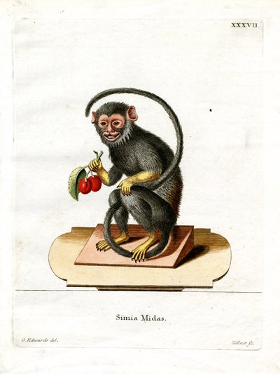 Punakätinen Tamarin (värillinen kaiverrus) tekijältä German School