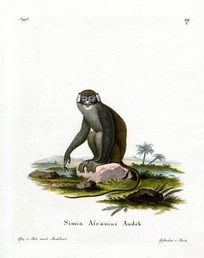 Red-tailed Monkey (värillinen kaiverrus) tekijältä German School