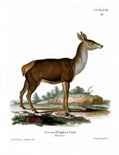 Red Deer (värillinen kaiverrus) tekijältä German School