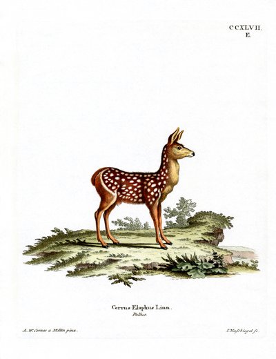 Red Deer Fawn (värillinen kaiverrus) tekijältä German School