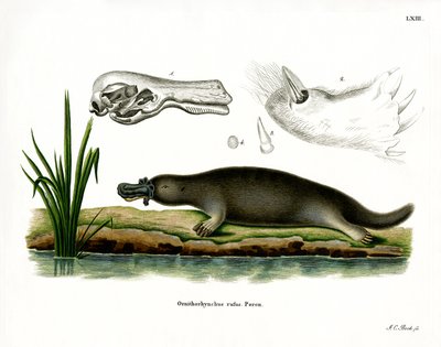 Red Platypus (värillinen kaiverrus) tekijältä German School