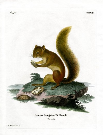 Red Orava (värillinen kaiverrus) tekijältä German School