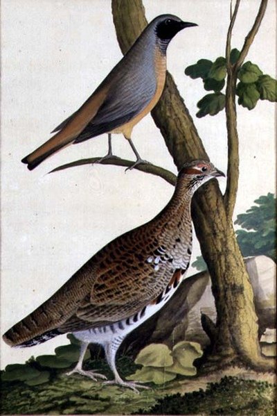 Redstart (Phoenicurus phoenicurus) ja Hazel Hen, n. 1740 (akvarelli paperille) tekijältä German School