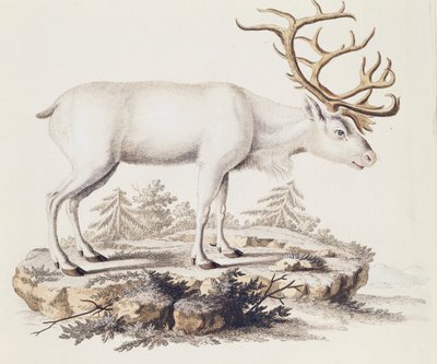 Poro (Cervus tarandus), nisäkkäistä kuvitettu luonnosta kuvauksin, Johann Christian Daniel von Schreber (1739-1810), kaiverrus I Nufsbiegel, osa 5, taulukko 248-C, Saksa tekijältä German School