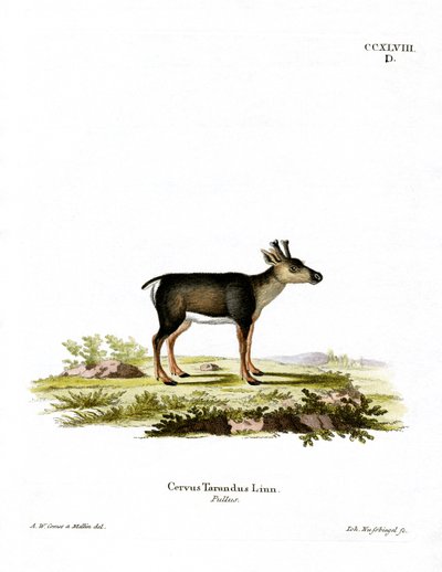 Poro Fawn (värillinen kaiverrus) tekijältä German School
