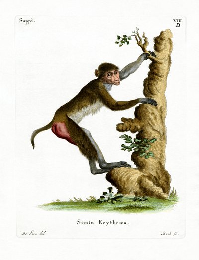 Rhesus-makakki (värillinen kaiverrus) tekijältä German School