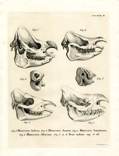 Rhino Skulls (värillinen kaiverrus) tekijältä German School