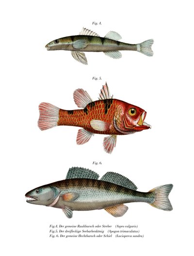 Rhone Streber (väri litho) tekijältä German School