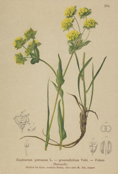 Kivijäniskorva (Bupleurum petraeum, Bupleurum graminifolium) tekijältä German School