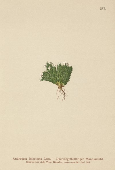 kivijasmiini (Androsace imbricata, Aretia imbricata) tekijältä German School