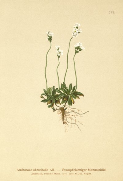Kalliojasmiini (Androsace obtusifolia) tekijältä German School