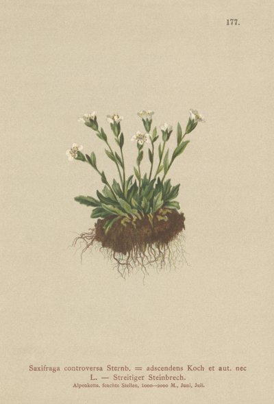 Rock Saxifrage (Saxifraga controversa, Saxifraga adscendens) tekijältä German School
