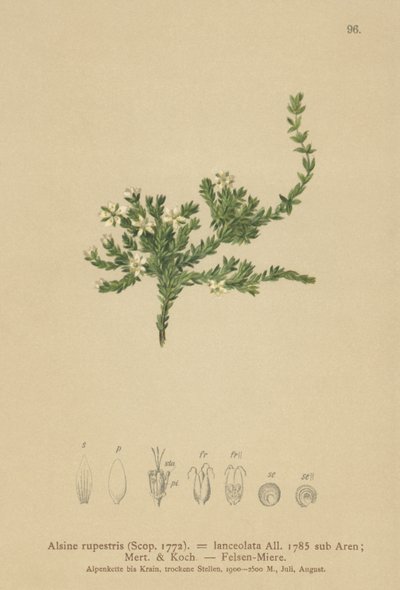 Kivipuikko (Alsine rupestris, Alsine lanceolata, Minuartia rupestris) tekijältä German School