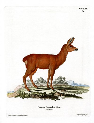 Roe Deer (värillinen kaiverrus) tekijältä German School