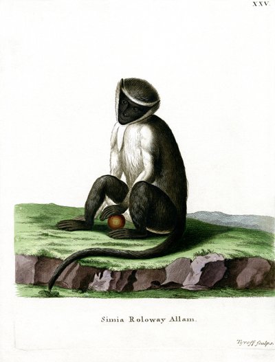 Roloway Guenon (värillinen kaiverrus) tekijältä German School