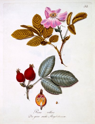 Rosa villosa, kuvitus Johann Daniel von Reitterin saksalaisten luonnonvaraisten kukkien kirjasta, julkaistu n. 1803-5 tekijältä German School