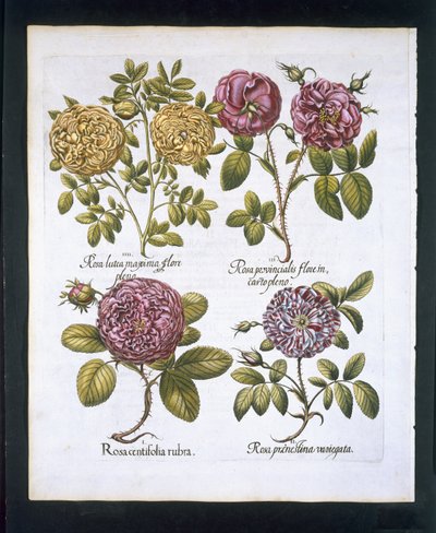Ruusut, lautanen 95 Hortus Eystettensisby Basil Besler (1561-1629) pubista. 1613 (käsinvärinen kaiverrus) tekijältä German School
