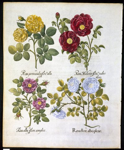 Ruusut, lautanen 96, Basil Beslerin (1561-1629) pubista Hortus Eystettemsis vuodelta 1613 (käsinvärinen kaiverrus) tekijältä German School