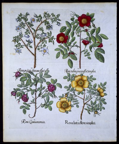 Ruusut, lautanen 98 Hortus Eystettensisby Basil Besler (1561-1629) pubista. 1613 (käsinvärinen kaiverrus) tekijältä German School