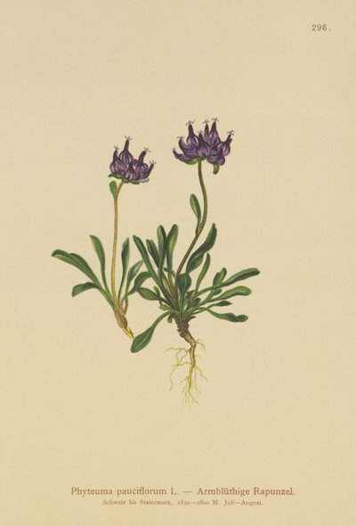 Pyöreäpäinen rampioni (Phyteuma pauciflorum, Rapunculus pauciflorus, Phyteuma globulariifolium) tekijältä German School