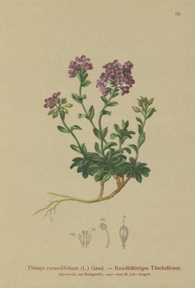 Pyöreälehtinen pennykrassi (Thlaspi rotundifolium, Noccaea rotundifolia, Thlaspi cepaeifolium subsp. rotundifolium) tekijältä German School