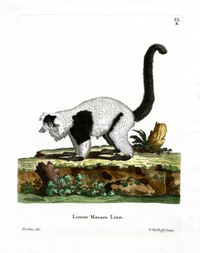 Ruffed Lemur (värillinen kaiverrus) tekijältä German School