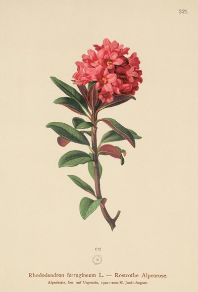 Rusty-Leaved Alpenrose (Rhododendron ferrugineum) tekijältä German School