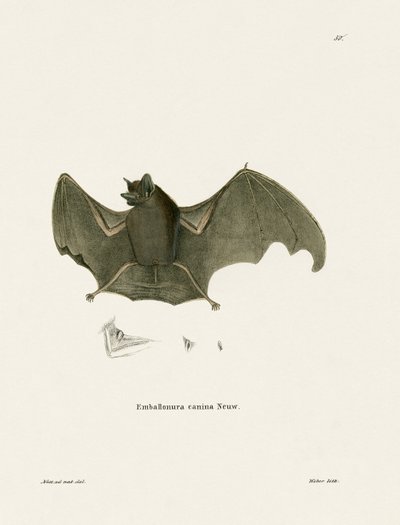 Sac-winged Bat tekijältä German School