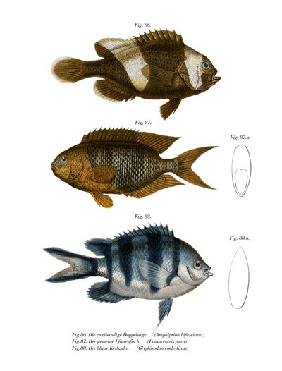 Saddleback Anemonefish (väri litho) tekijältä German School