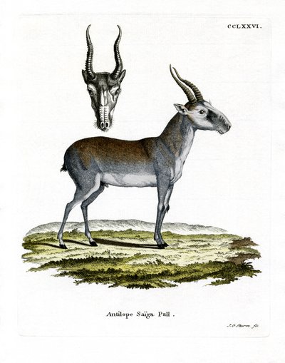 Saiga (värillinen kaiverrus) tekijältä German School