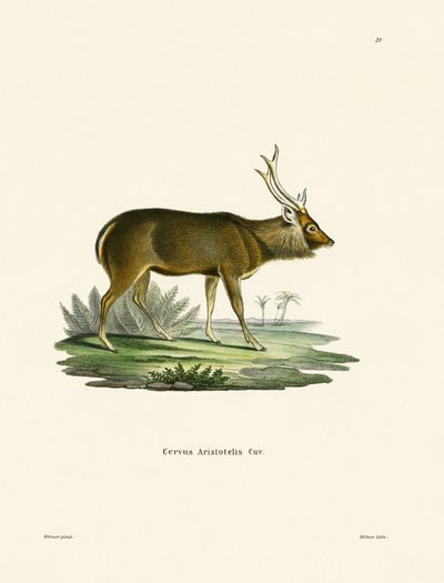 Sambar (värillinen kaiverrus) tekijältä German School