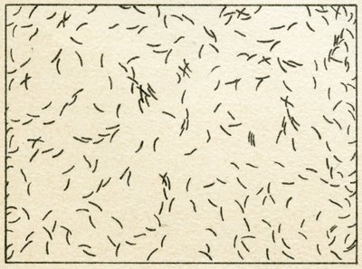 Bakteerinäyte vesijohtovedessä n. 1890 (värikromolitografia) tekijältä German School