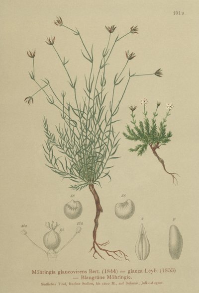 Sandworm (Moehringia glaucovirens, Möhringia glaucovirens, Möhringia glauca, Moehringia glauca, Arenaria glaucovirens) tekijältä German School